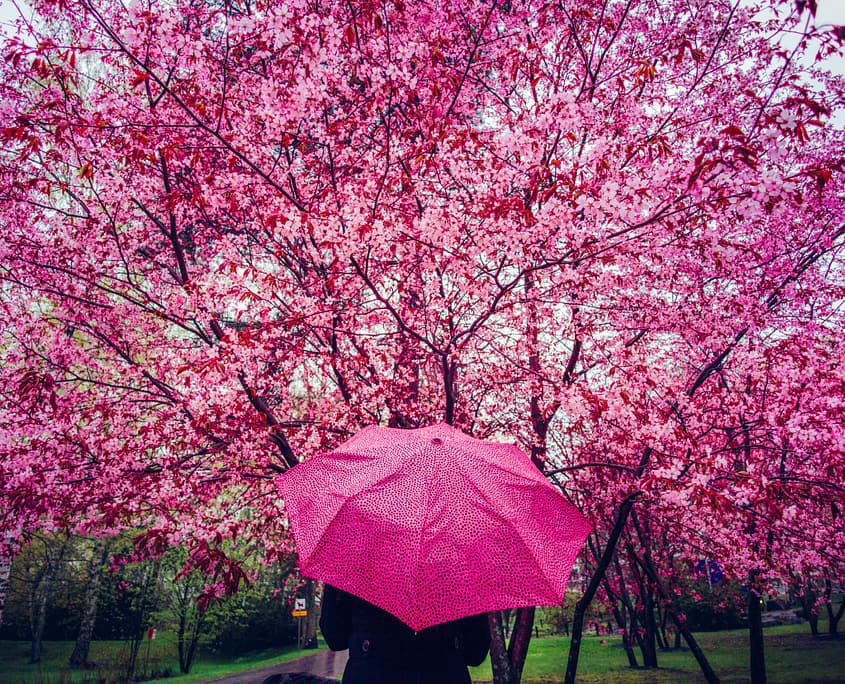 Cherry blossoms in Helsinki